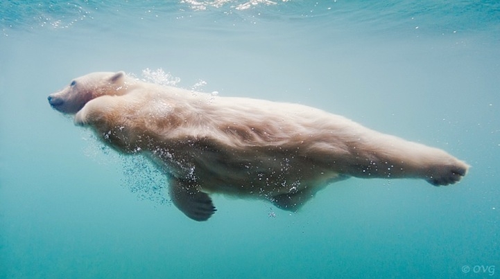 Aww-Worthy Photos of Polar Bears Performing Water Ballet