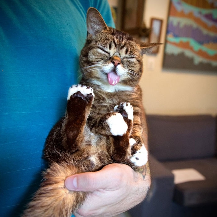 This Cat Loves to Stick its Tongue Out