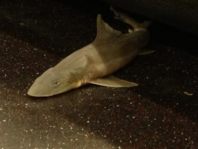 A Dead Shark Has Been Found On The New York City Subway