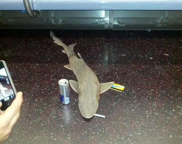 A Dead Shark Has Been Found On The New York City Subway