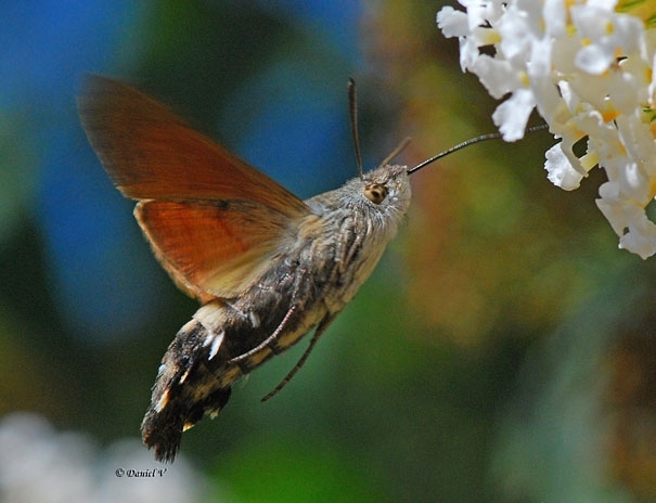 21 More Strange Animals You Didn’t Know Exist