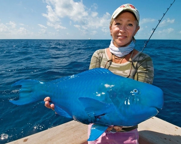 The Blue Parrotfish