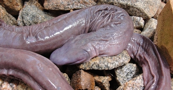 21 More Strange Animals You Didn’t Know Exist