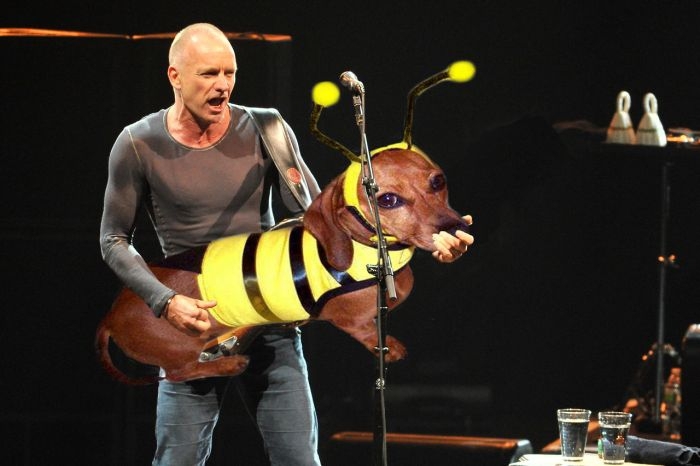 Bass Guitars Replaced by Dogs