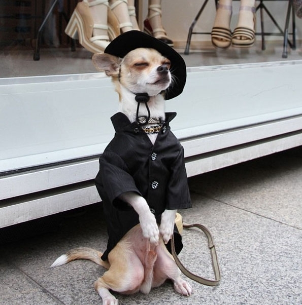 The Best Dressed Dog