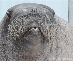 13 Ridiculous Walrus GIFs Because Walruses Are Ridiculous