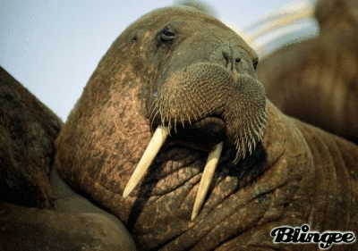 13 Ridiculous Walrus GIFs Because Walruses Are Ridiculous