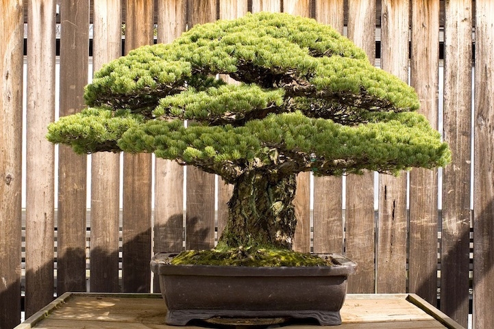 Incredible 388-Year-Old Bonsai Tree Survived Hiroshima Blast