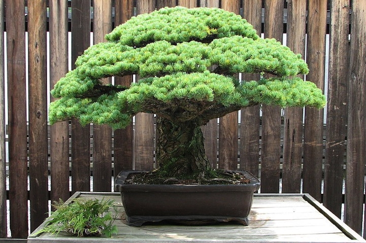 Incredible 388-Year-Old Bonsai Tree Survived Hiroshima Blast