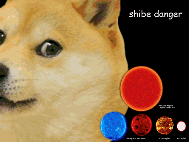 Ridiculous Shibe GIFs to Confuse and Amuse You