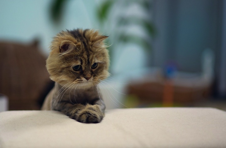 The Cutest Little Kitten Turns into a Mini-Lion 