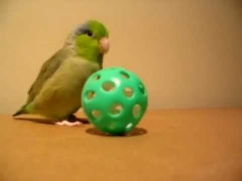 Overly Excited Bird Video Is the Greatest Thing Ever 