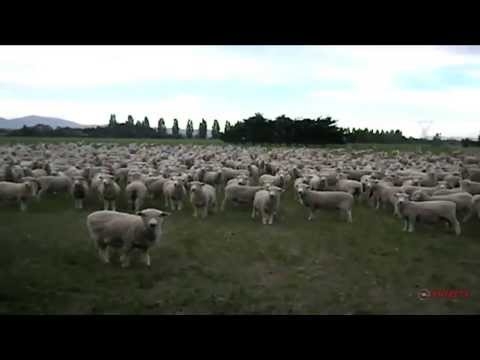 Sheep Baa in Unison at Impromptu Political Rally 