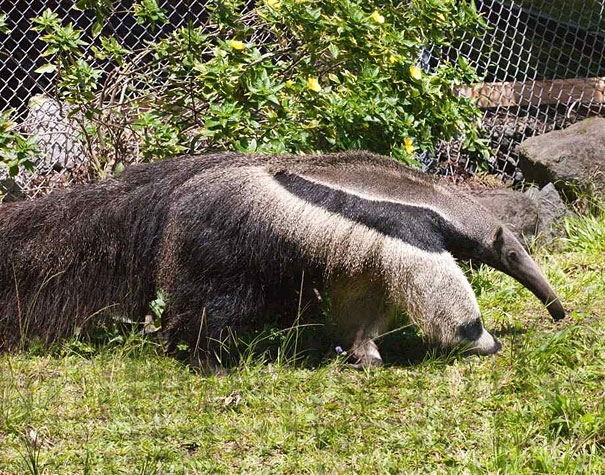 Giant Anteater’s Legs Look Like Pandas 