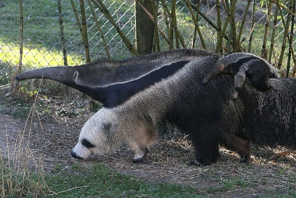 Giant Anteater’s Legs Look Like Pandas 