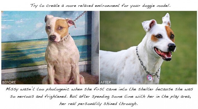 How to photograph cats and dogs to improve their chances of adoption