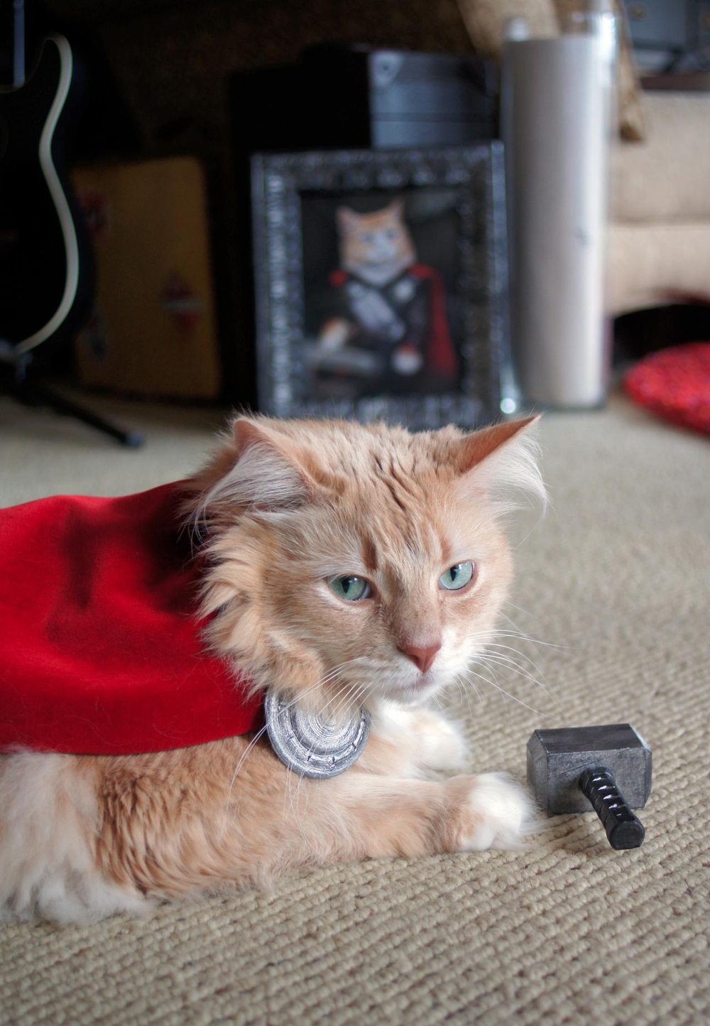 Here’s a Cat Dressed Up Like Thor
