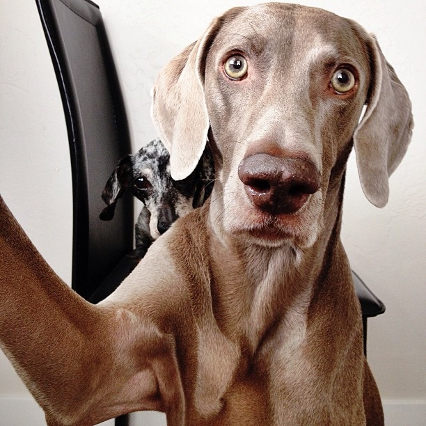 Meet Harlow: The Incredibly Cool Weimaraner (and His Sidekick Sage)