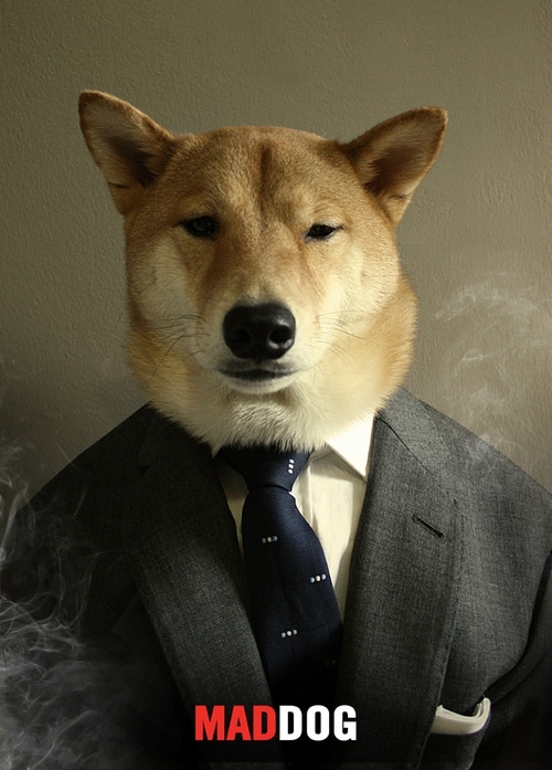 Menswear Dog Will Keep You Up on the Latest Fashion Trends