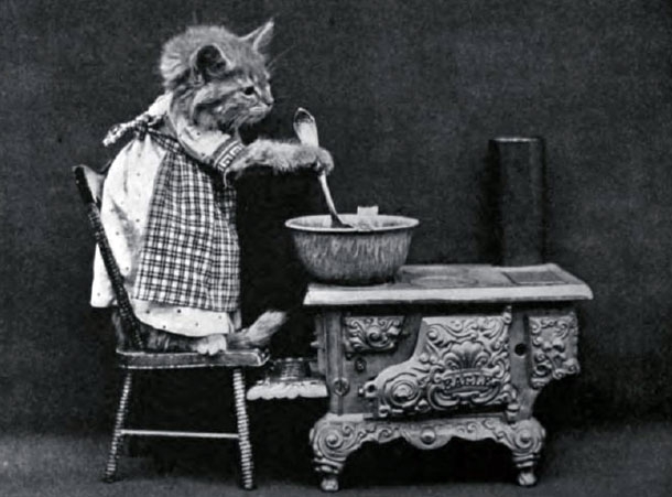 Hilarious Photographs From The First Cat Meme In History