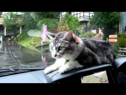 Mei the Cat Fights Windshield Wipers From the Dashboard of a Car 