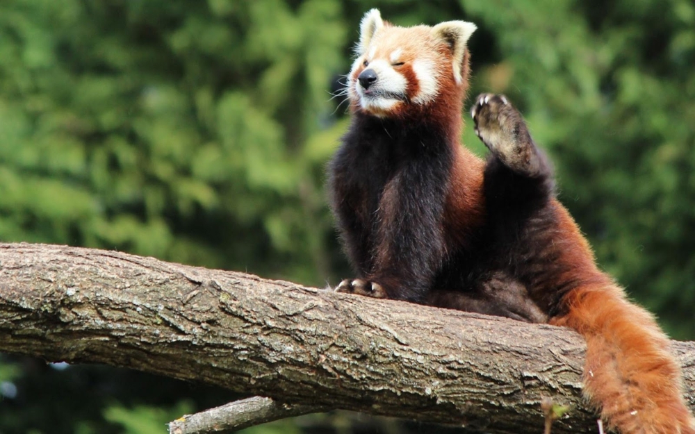 Meet the Adorable Red Panda