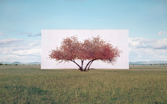 Trees Are Framed by Giant Canvas Backdrops in Photo Series