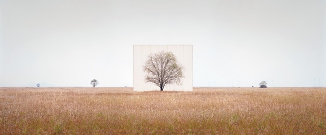 Trees Are Framed by Giant Canvas Backdrops in Photo Series