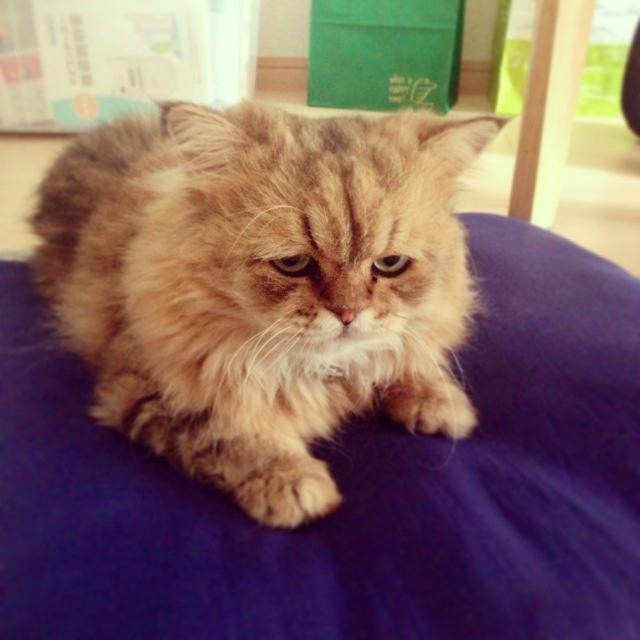 Meet Foo-Chan: The Perpetually Disappointed Cat 