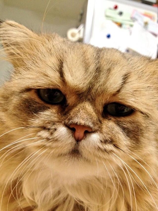 Meet Foo-Chan: The Perpetually Disappointed Cat 