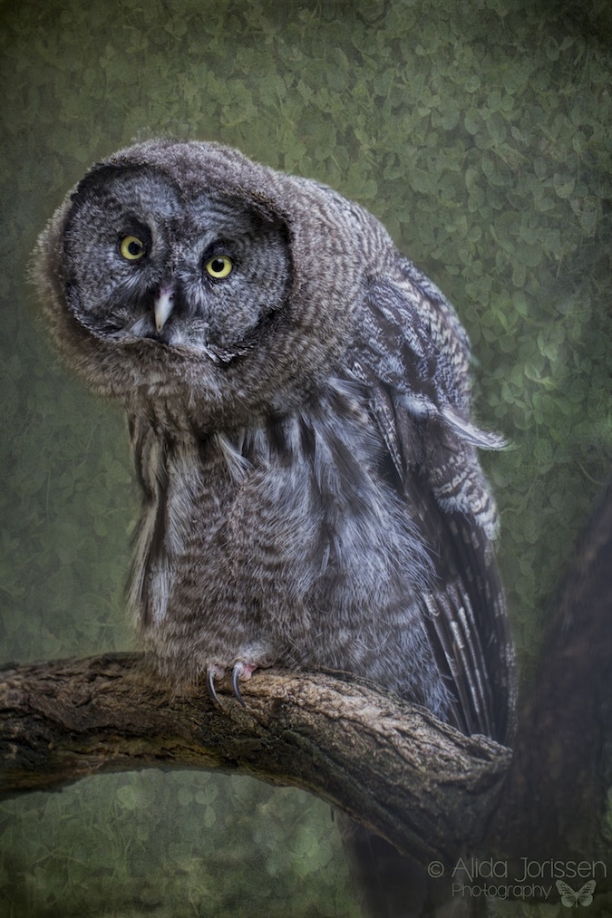 Incredibly Expressive Owl Photography
