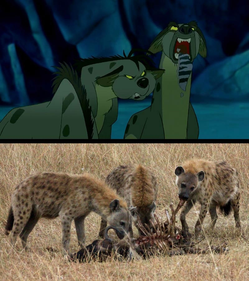 Stills from the Lion King vs A Real Life Safari 