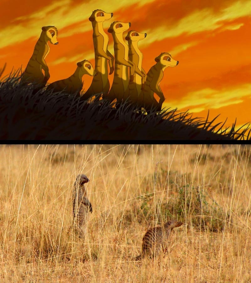Stills from the Lion King vs A Real Life Safari 