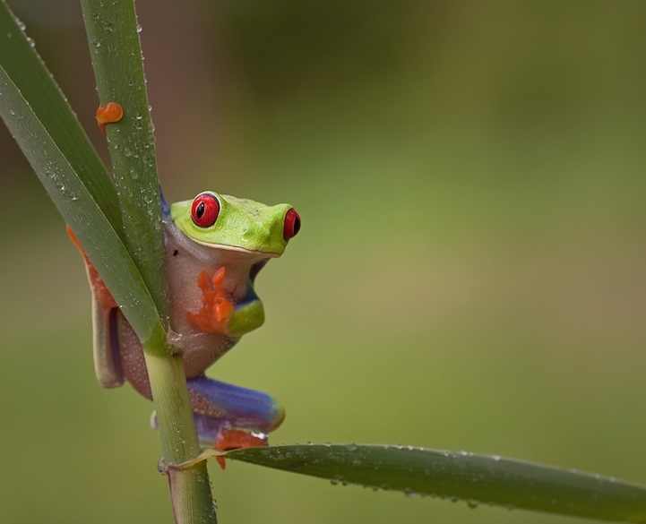Fun Photos of Personality-Filled Frogs