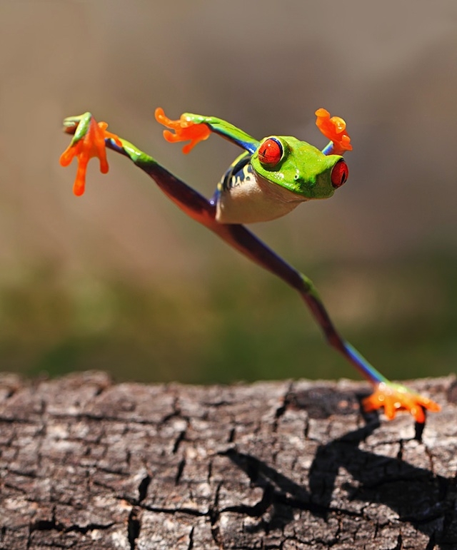Fun Photos of Personality-Filled Frogs