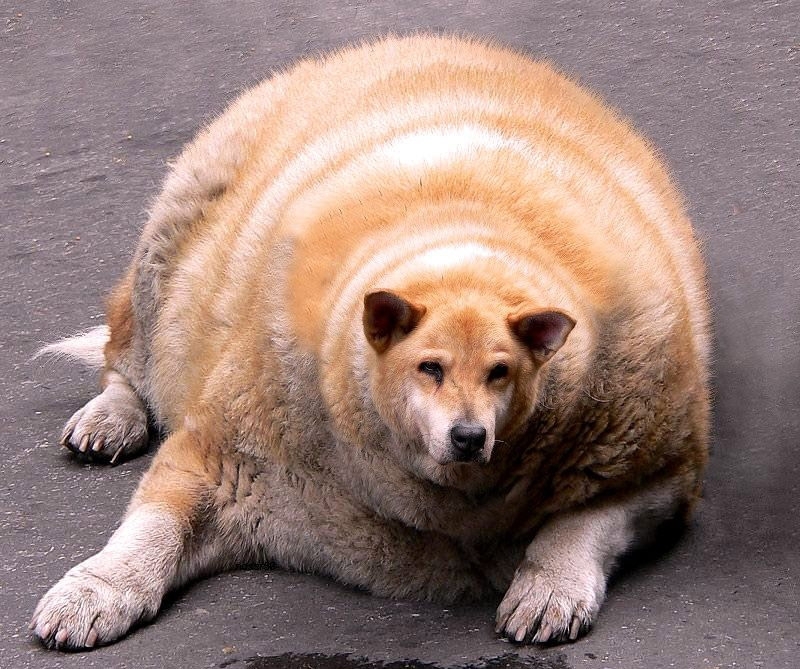 What Animals Would Look Like If They Ate Fast Food