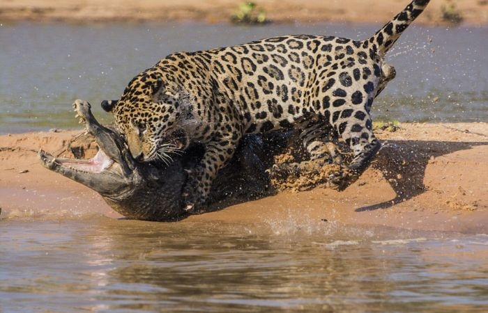Jaguar Hunts for a Crocodile
