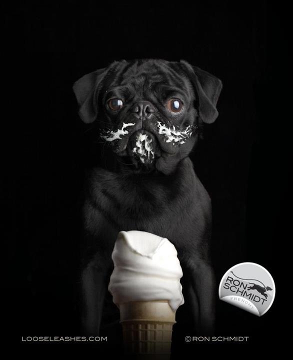 Wonderfully Witty Dog Portraits by Ron Schmidt