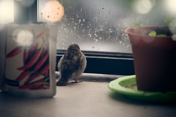 I Found A Blind Baby Sparrow Below My Balcony After A Storm