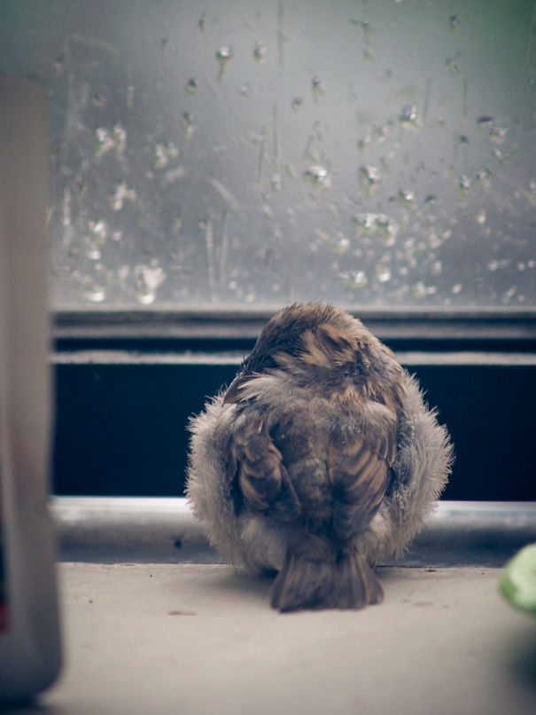 I Found A Blind Baby Sparrow Below My Balcony After A Storm