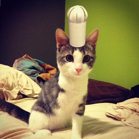16 Tiny Hats on a Cat 