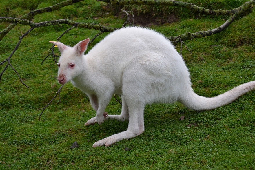 When Nature Runs Out Of Paint: 25 All-White Animals | Bored Panda