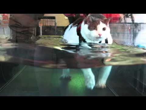 Fat Cat On A Treadmill 