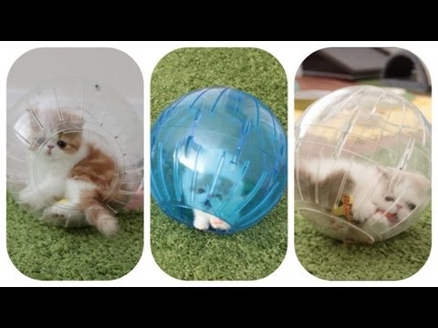 Kittens In Hamster Balls  