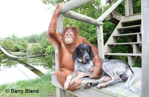 Amazing Animal Companionships