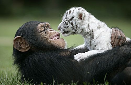 Amazing Animal Companionships