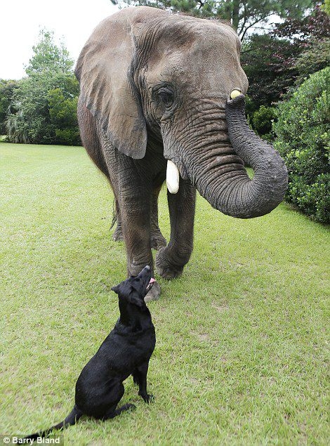Amazing Animal Companionships