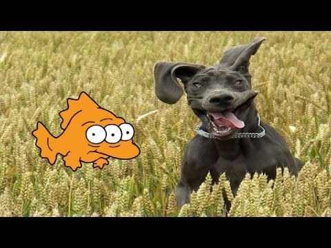 Dog caught a fish  