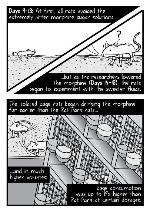 Rat Park, the effects of Morphine. Science artical and Comic