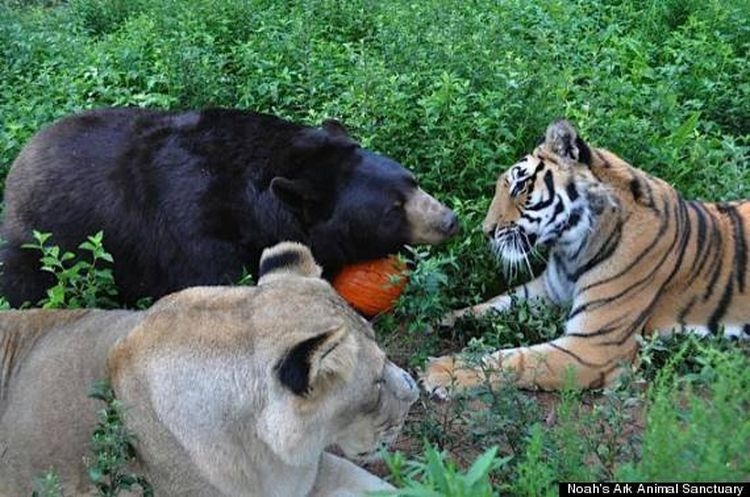 How An Abused Lion, Tiger And Bear Became An Unlikely Family 